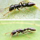 Illustration for article titled This is not an ant